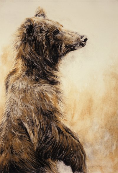 Grizzly Bear 2, 2002 (szénceruza, szén és kréta) alkotó: Odile Kidd
