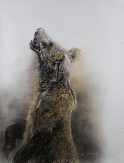 Grizzly medve 3, 2009 (szén, konteó és krétapasztell, Fabriano papír) alkotó: Odile Kidd