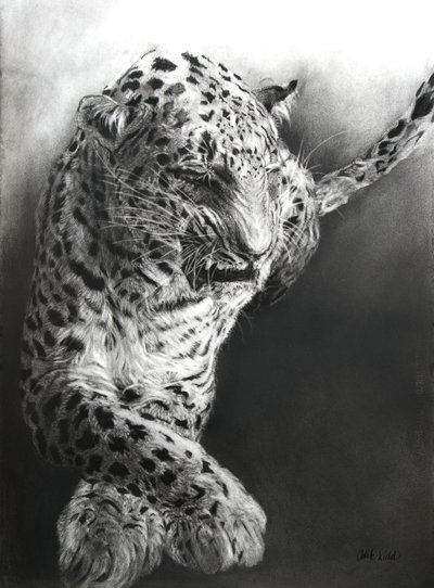 Panthera pardus 1, 2009 (szén és grafit, Fabriano papírra) alkotó: Odile Kidd