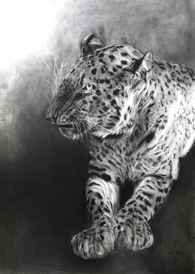 Panthera pardus 2, 2009 (szén és konténer, Fabriano papírra) alkotó: Odile Kidd