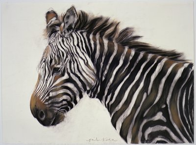 Zebra, 2002 (szén és kréta) alkotó: Odile Kidd