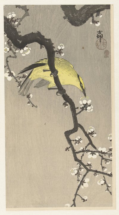 Kínai oriole a szilvavirág ágon alkotó: Ohara Koson