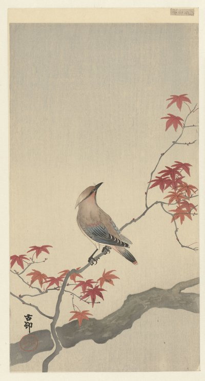 Japán viaszszárny a juharon. alkotó: Ohara Koson