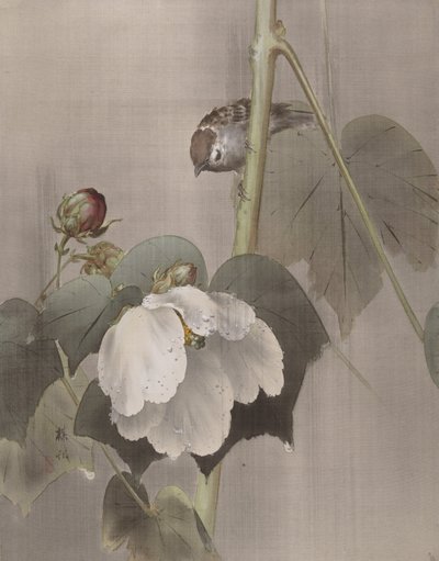 Cotton Rose Mallows in the Rain, kb. 1891-92. alkotó: Okada Baison