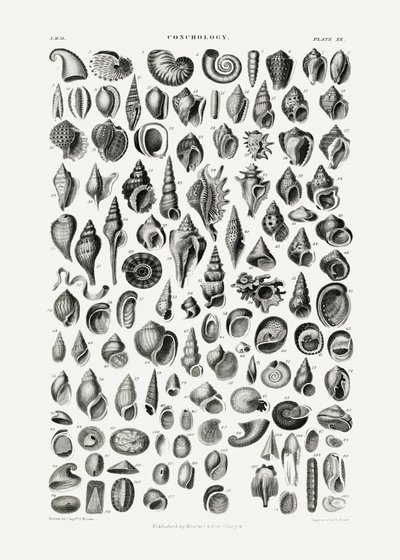 Sealife III alkotó: Oliver Goldsmith