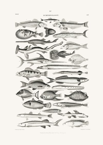 Sealife I alkotó: Oliver Goldsmith