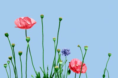 Papaveri rosa, 2019 (digitális vegyes technika) alkotó: Olivia Gozzano