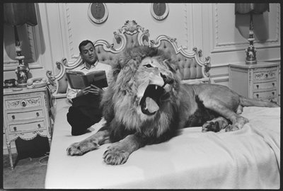Tony Randall oroszlánnal (Zamba), a „Fluffy” forgatásán alkotó: Orlando Suero