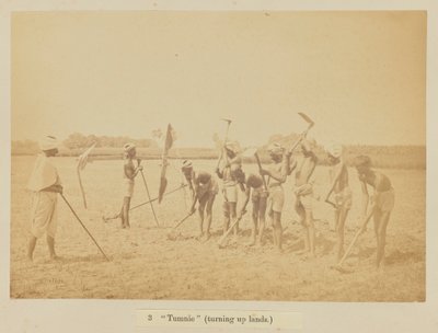 „Tumnie” (földeket forgat) alkotó: Oscar Jean Baptiste Mallitte