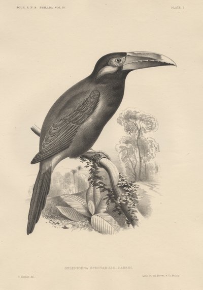 Selenidera Spectabilis, litho by Bowen und Co., 1850 alkotó: Otto Koehler