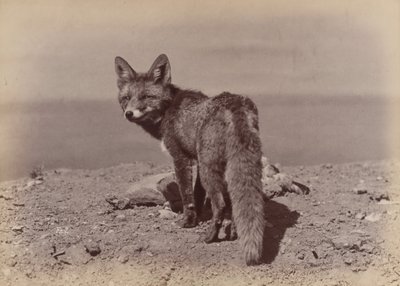 [Fox], 1886. alkotó: Ottomar Anschütz
