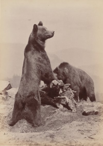 [Két medve], 1889. alkotó: Ottomar Anschütz