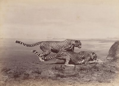 [Két gepárd], 1888. alkotó: Ottomar Anschütz