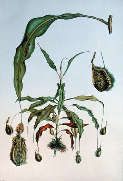Nepenthes Hookeriana, E. Alphano „Les Promenades de Paris” botanikai lemeze, L. Stroobant metszete, 1867-73 körül (színes litho) alkotó: P. (after) Lambotte