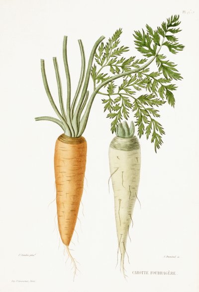 Sárgarépa, 1857 alkotó: P Naudin