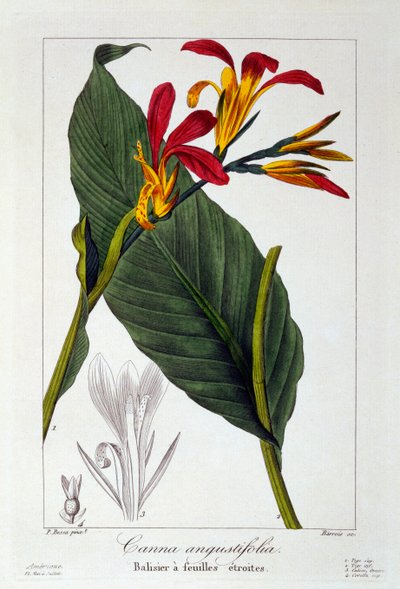 Canna vagy Indian Shot Flower, kocsma. 1836. alkotó: Panacre Bessa