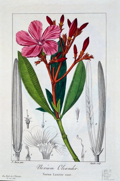 Nerium Oleander, kocsma. 1836. alkotó: Panacre Bessa