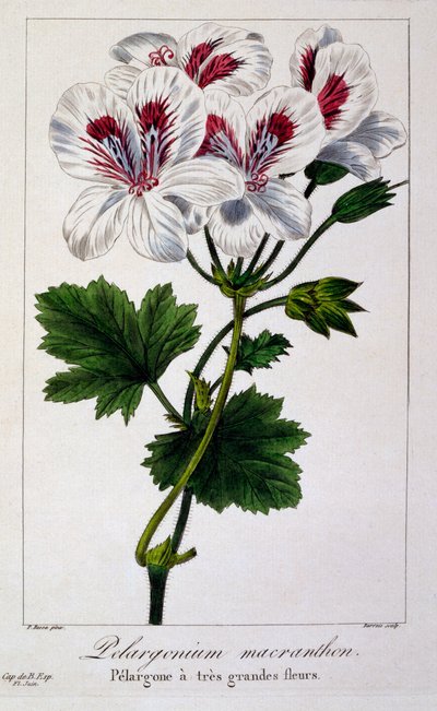 Pelargonium Macranthon, pub. 1836. alkotó: Panacre Bessa