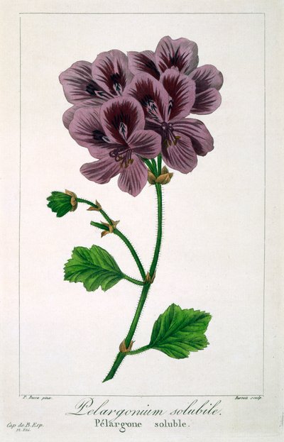 Pelargonium, kocsma. 1836. alkotó: Panacre Bessa
