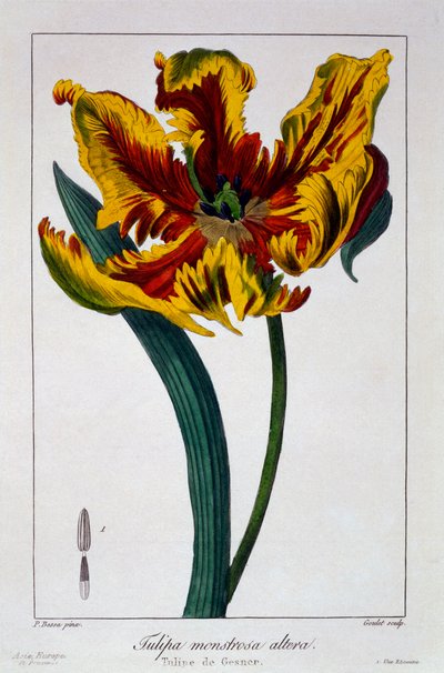 Tulipán "Lángoló papagáj", pub. 1836. alkotó: Panacre Bessa