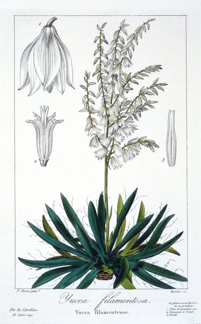 Yucca filamentosa, pub. 1836. alkotó: Panacre Bessa