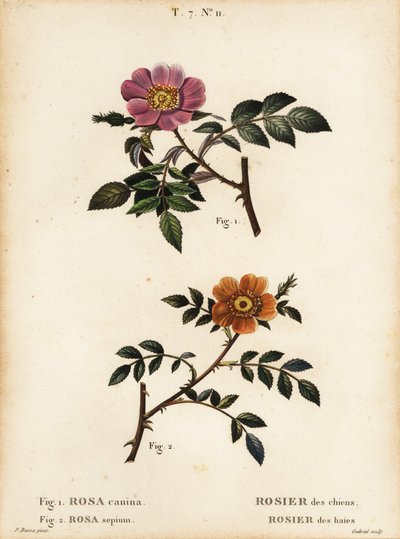 Kutyarózsa, Rosa canina, Rosier des Chiens 1 és kislevelű édes rózsa, Rosa sepium, Rosa agrestis, Rosier des Haies 2 alkotó: Pancrace (after) Bessa