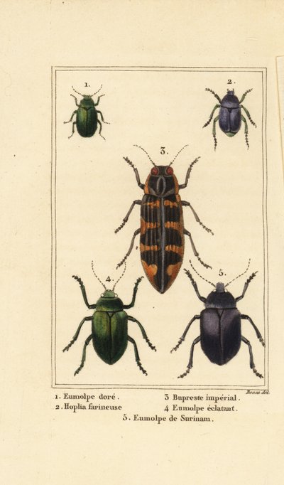 Dogbane bogár, Chrysochus auratus 1, Hoplia argentea 2, banksia ékszerbogár, Cyrioides imperialis 3, Eumolpus fulgidus 4 és Eumolpus surinamensis 5 alkotó: Pancrace (after) Bessa