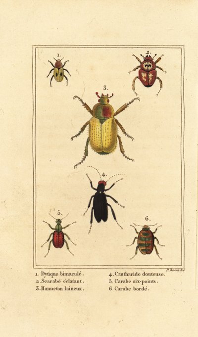 Dytiscus bimaculatus 1, szkarabeusz 2, kakaskakas, Melolontha melolontha 3, Cantharis bogár 4, Carabus sexpunciatus 5 és Omophron limbatum 6 alkotó: Pancrace (after) Bessa