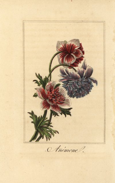 Hibrid mákkökörcsin, Anemone coronaria alkotó: Pancrace (after) Bessa
