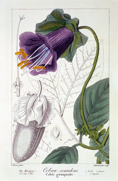 Cobaea scandens, 1836 (kézzel színezett metszet) alkotó: Pancrace Bessa