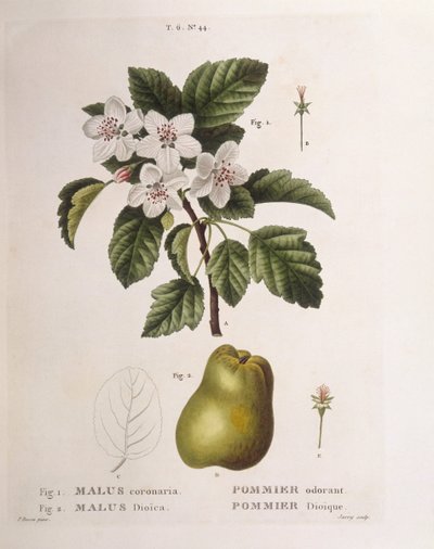 Rák alma (Malus coronaria), Henry Louis Duhamel du Monceau, Pancrace Bessa botanikai tányérja alkotó: Pancrace Bessa