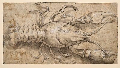 rák (recto) alkotó: Parmigianino