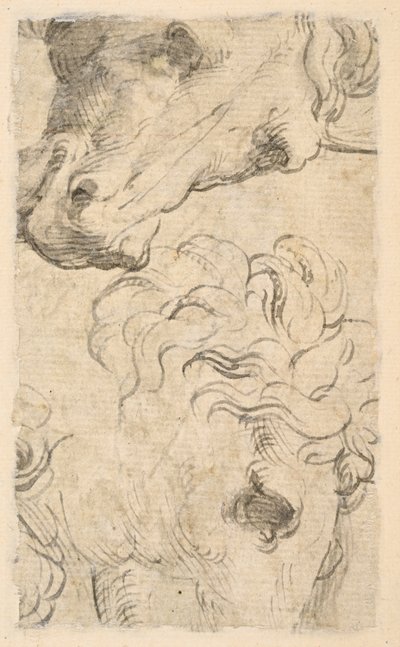 Két tanulmány a lovak fejéről (töredék) (verso) alkotó: Parmigianino