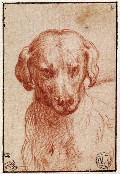 Kutya feje (piros kréta papíron) alkotó: Parmigianino