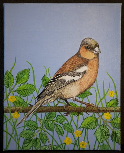 Chaffinch, 2016 alkotó: Pat Scott