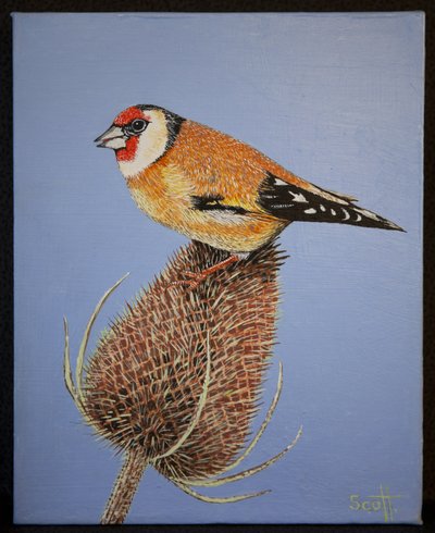 Goldfinch, 2016 alkotó: Pat Scott