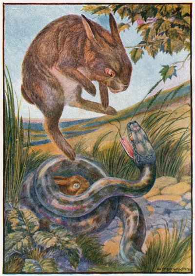 Miközben ugrott, erős hátsó karmaival a kígyóra ütött (színes litho) alkotó: Patten Wilson