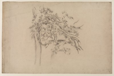 Tanulmány egy fáról, 1885-87 (grafit papíron) alkotó: Paul Cézanne