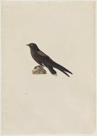 Tűfarkú swift Hirundapus caudacutus, 1800-as évek. alkotó: Paul Huet
