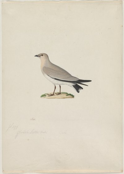 Kis Pratincole Glareola lactea, 1800-as évek. alkotó: Paul Huet