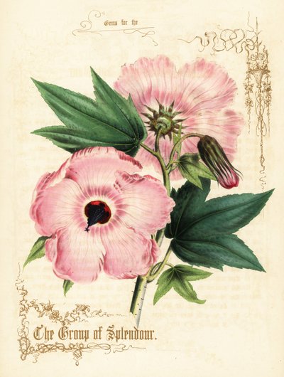 Rózsaszín hibiszkusz virágok és lombozat. alkotó: Paul Jerrard