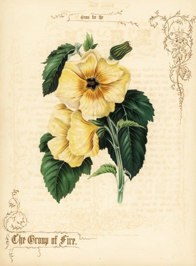 Sárga hibiszkusz virágok és lombozat. alkotó: Paul Jerrard