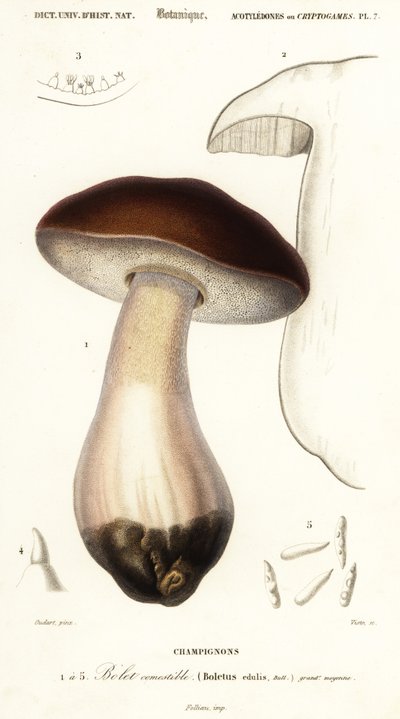 Cep, filléres zsemle, vargánya vagy vargánya, Boletus edulis. ,1849 (metszet) alkotó: Paul Louis Oudart