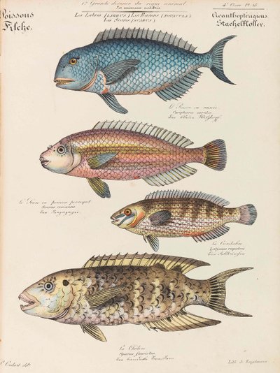 Természettudományi Tanfolyam, 1825-1826. alkotó: Paul Louis Oudart