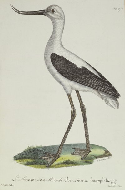 Fehérfejű Avocet, 19. század eleje (színes metszet) alkotó: Paul Louis Oudart