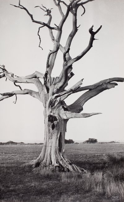 Holt fa, Romney Marsh alkotó: Paul Nash