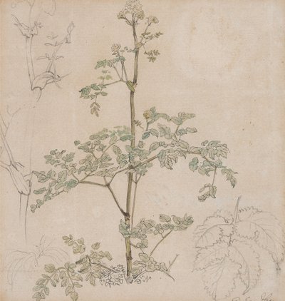 Turbolya-tanulmány alkotó: Paul Sandby
