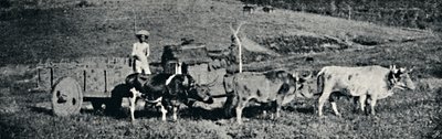 "Ökör szekér", 1895 alkotó: Paulo Sack