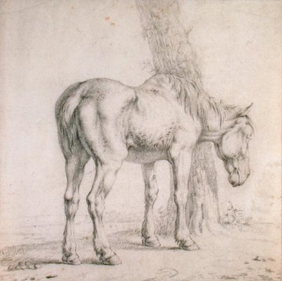 Egy öreg ló (fekete kréta papíron) alkotó: Paulus (attr.to) Potter