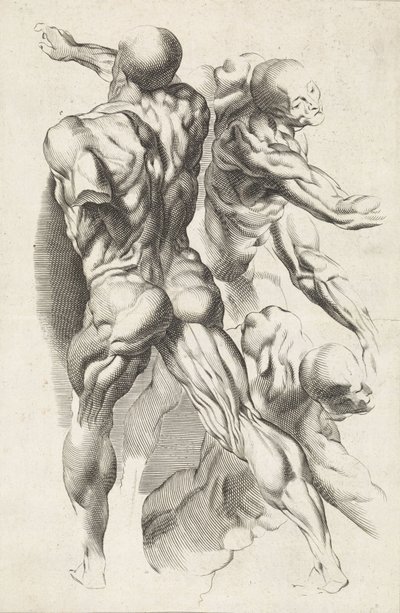Három kinyújtott karú figura anatómiai vizsgálata Peter Paul Rubens rajzkönyve (sorozat címe) alkotó: Paulus Pontius